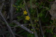Hypericum japonicum